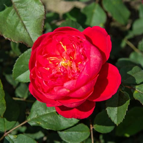 Rose Benjamin Britten ® - Rosa Benjamin Britten ® günstig kaufen