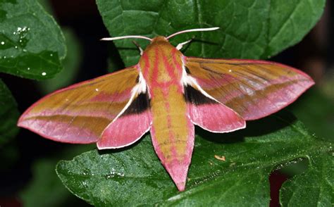 Moths Butterflies And Pollination Maryland Agronomy News