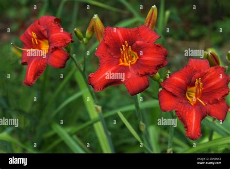 Hemerocallis Chicago Apache Red Flowers Daylily Beautiful Red Flowers