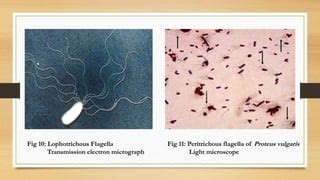 Gram staining & structural Staining | PPT