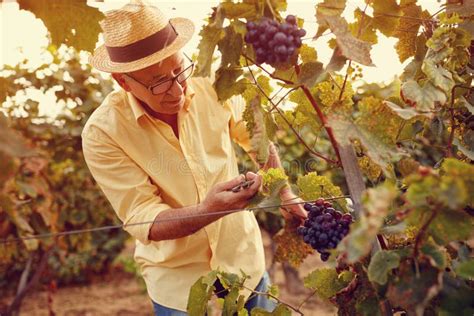 Picking Grapes Stock Photo Image Of Ripe Worker Harvesting 11108582