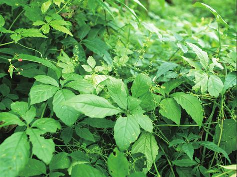 绞股蓝 白族药用植物图 医学