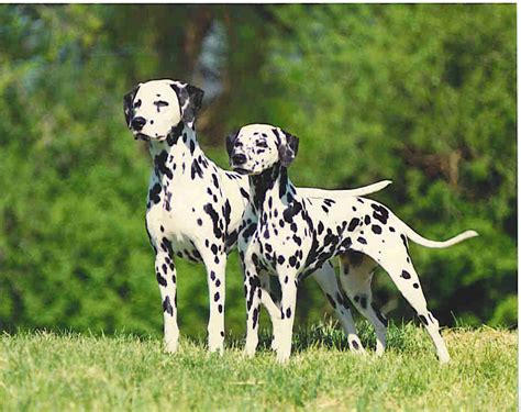 Little Earth Gnomes of Sabah: Pets - The Dalmatians