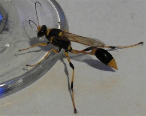 Covered Cell Mud Dauber Wasp From Watsonville QLD 4887 Australia On