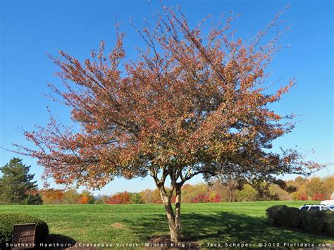 Crataegus Viridis