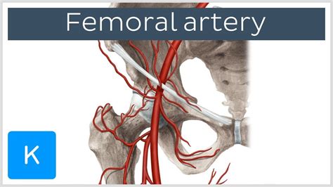 Femoral Artery And Its Branches Preview Human Anatomy Arteries