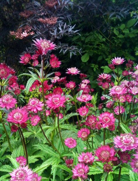 Astrantia Look Amazing Against A Sambucus Nigra Astrantia Cottage