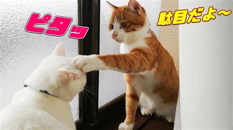 [喧嘩]優しく𠮟る兄猫とシッポで余裕を見せる弟猫笑[保護子猫] Youtube