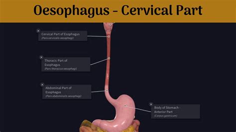 Oesophagus
