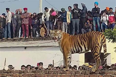 Uttar Pradesh Tigress Strays Into Uttar Pradesh Village Draws Huge