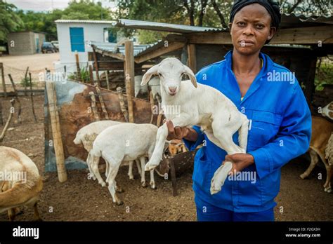 Damara sheep hi-res stock photography and images - Alamy