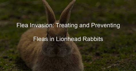 Flea Invasion Treating And Preventing Fleas In Lionhead Rabbits