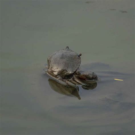 Crabs Of India Roaming Owls