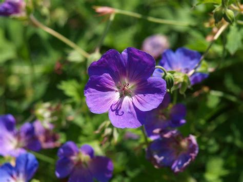 Gru Viola Fiore Magnifico Becco Di Foto Gratis Su Pixabay Pixabay