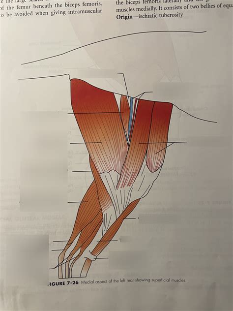 Cat Muscles Leg Diagram Quizlet