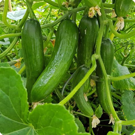 Tendergreen Burpless Cucumber Seeds - Heirloom Untreated NON-GMO From ...