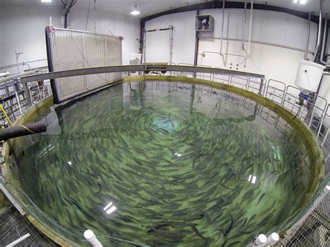 Mission And Objectives Land Based Aquaculture For Atlantic Salmon