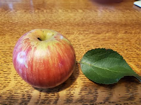 Apple Identification Plantdoc