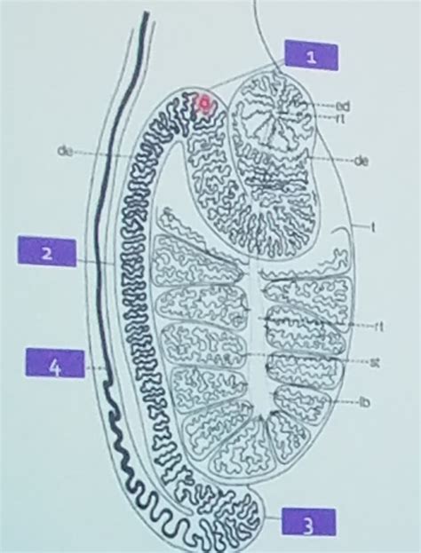 Epididymis Diagram Quizlet