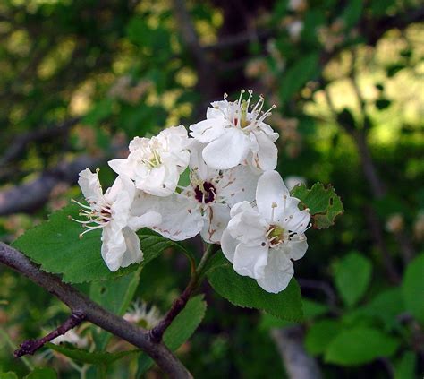 Crataegus punctata - Alchetron, The Free Social Encyclopedia