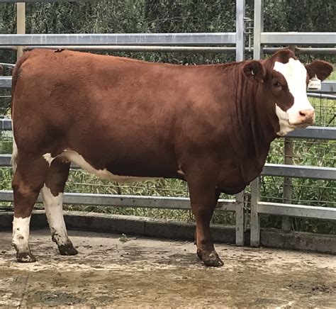 Victorian Simmentals Ofc Results Simmental Australia