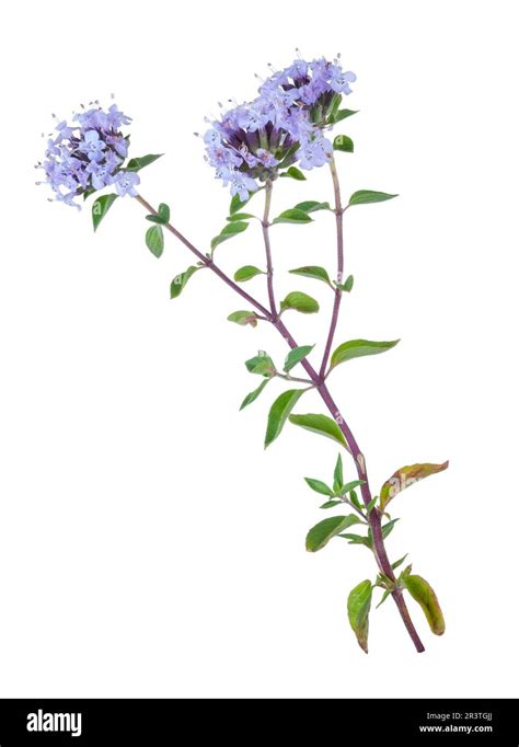 Medicinal Plant Thyme Stock Photo Alamy