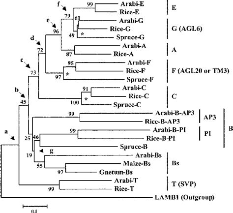 Phylogenetic Tree Of Nine Classes Of Mads Box Genes A B Bs C D