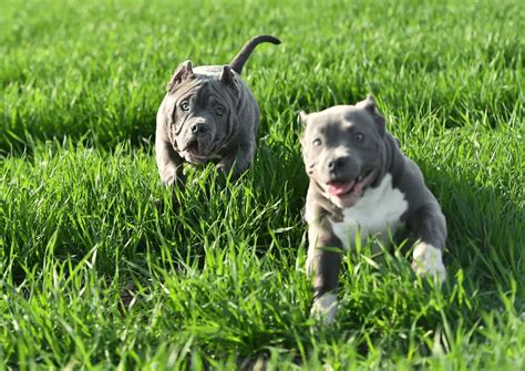 Are American Bullies Pitbulls? - Pitbulls.org