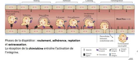 UE 13 Contact Cellule Cellule Et Cellule Matrice Flashcards Quizlet