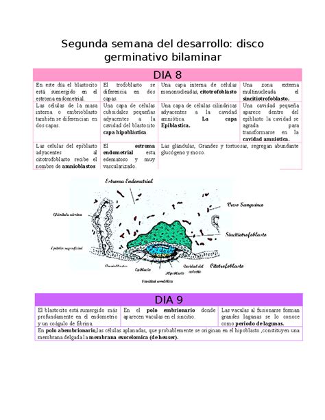 Segunda Semana Del Desarrollo El Trofoblasto Se Diferencia En Dos