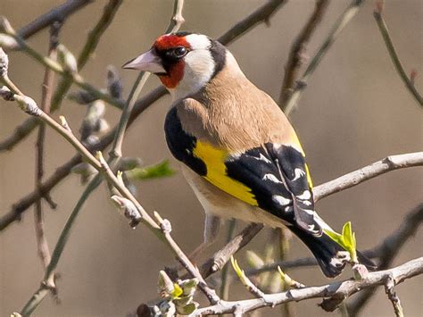 Gad Yaron Birds Photography Passerines