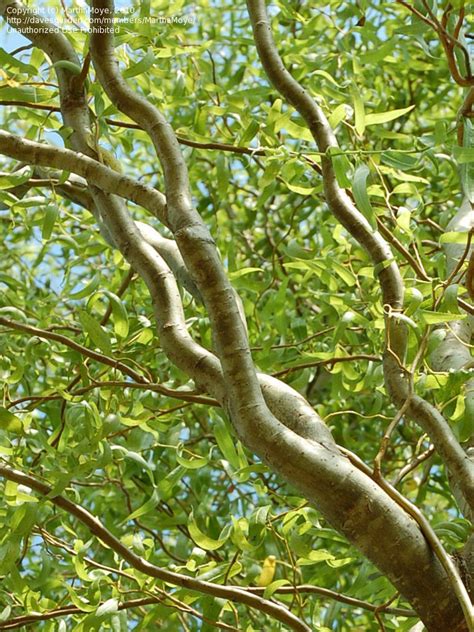 Plantfiles Pictures Corkscrew Willow Curly Willow Pekin Willow