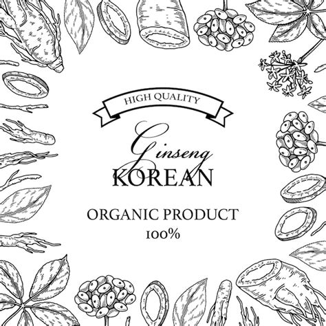 Premium Vector Ginseng Square Design Hand Drawn Botanical Vector