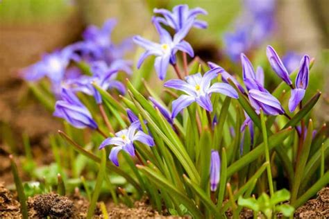 Glory Of The Snow Chionodoxa