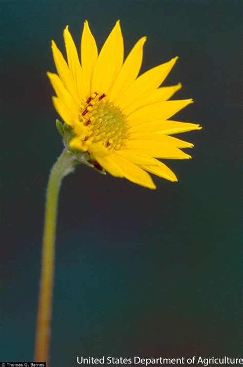 Helianthus Occidentalis Blue Thumb