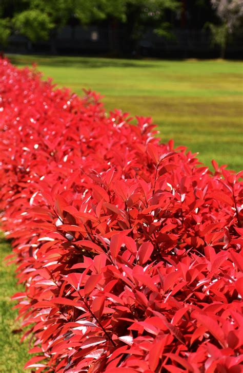 15 Amazing Living Fence Ideas For Your Yard Bees And Roses