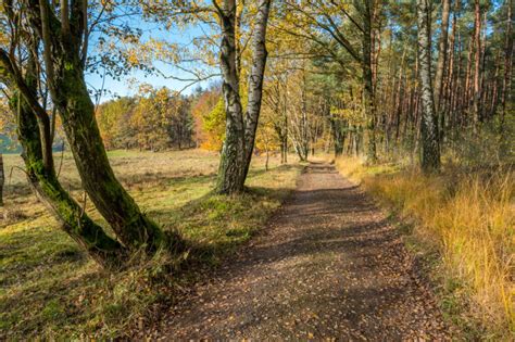 Odkrywaj Uroki Polski Poleski Park Narodowy Radzy Podlaski