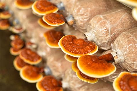 Reishi Mushrooms – Health Benefits From the King of Mushrooms