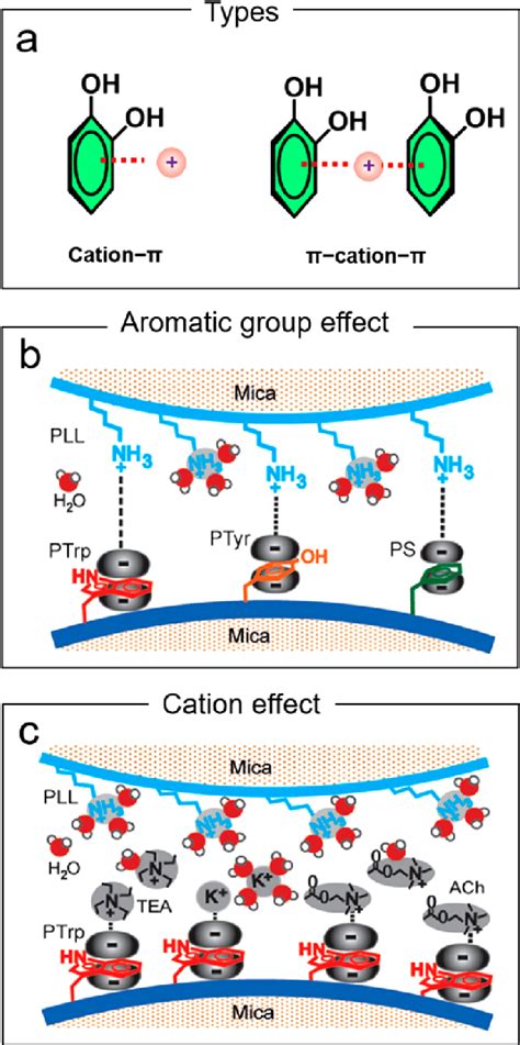 A Main Types Of Cation Interactions Effects Of B Aromatic Groups