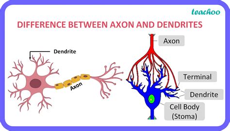 class  write  difference  axon  dendrites teachoo