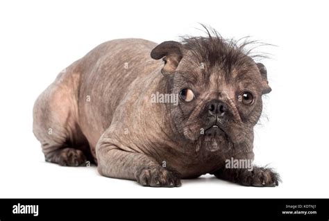 French Bulldog Poodle Mix Puppies