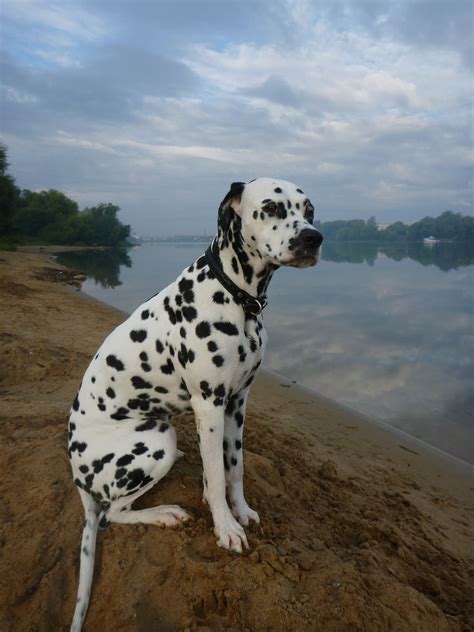 Dalmatian Lika Cute Puppies Dogs And Puppies Cute Dogs Corgi Puppies