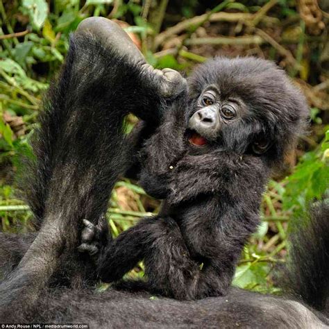 Adorable baby mountain gorilla plays before falling into mummy's tummy - WSBuzz.com