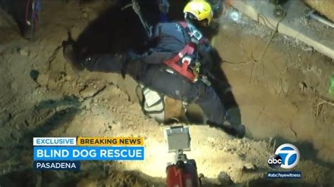 13 Year Old Blind Pasadena Dog Rescued After Falling Into 15 Foot Deep