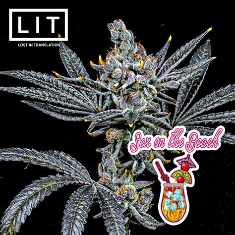 Lit Farms Sex On The Beach F Fullpack Presale United Seed Bank High Quality Cannabis