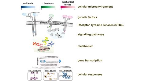 Cell Signaling Architecture