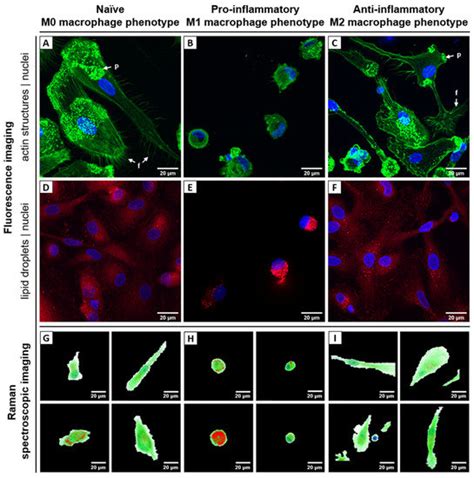 Ijms Free Full Text Label Free Characterization Of Macrophage