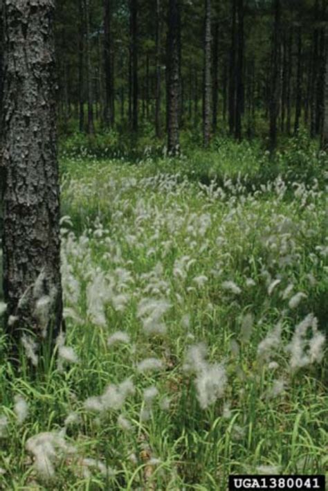 Forest Service offering Cogongrass Control Cost-Share Program ...