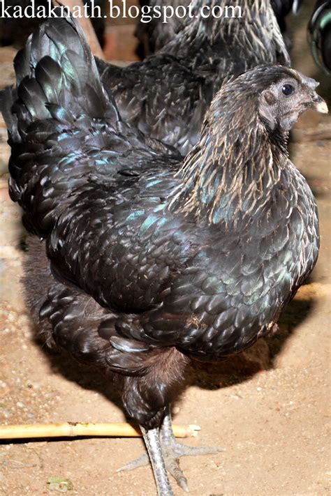 Pioneers In Original Kadaknath Chicken Kadaknath Chicken Picture