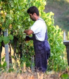 Vendemmia Cala La Produzione Colpa Di Maltempo E Peronospera